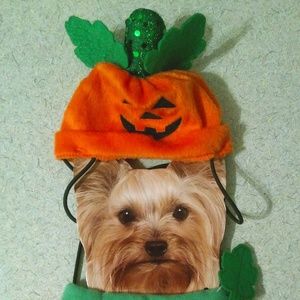 Pumpkin pet costume. Halloween. Jack O Lantern.